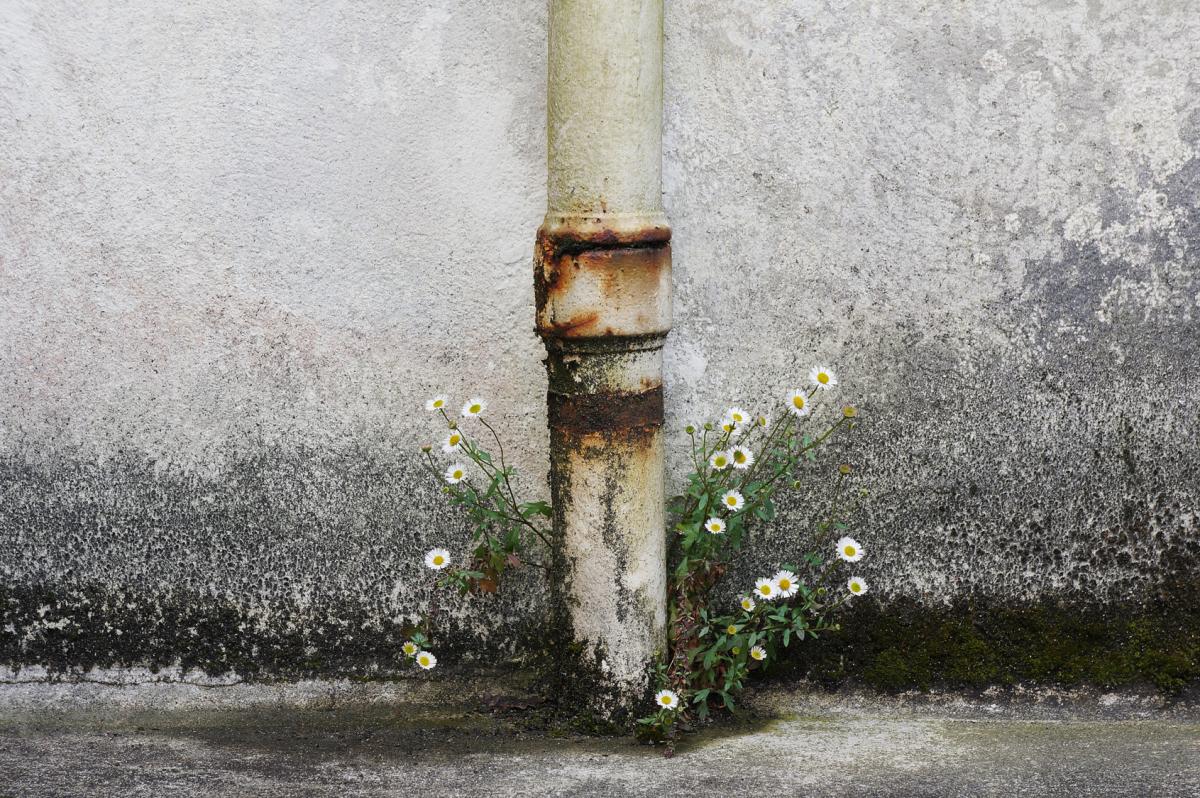 Bildquelle: Rohr Gänseblümchen© Fotoschlick_53591743_M